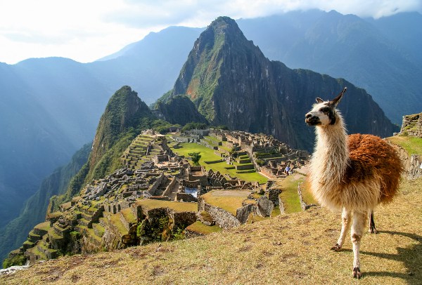 Foto De Machu Picchu En Peru Alpaca