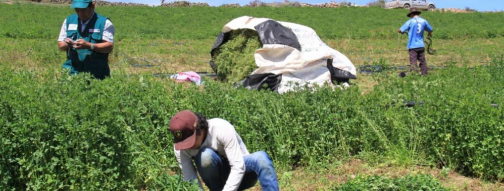 Perú: sector agropecuario mantuvo ritmo alcista y crece 3,2% en el 2019