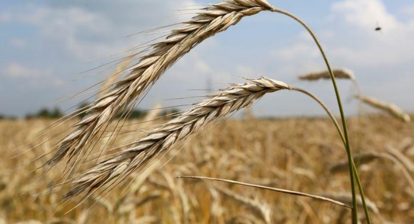 Precios mundiales de los alimentos suben por cuarto mes consecutivo: FAO