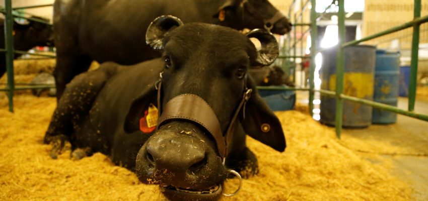 CriaBúfalos: Venezuela supera producción de leche de búfalo en Suramérica