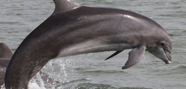 Los delfines nariz de botella podrían desaparecer en el golfo de Guayaquil, Ecuador