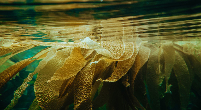 ¿Son las algas marinas la solución definitiva para acabar con el hambre y reducir el cambio climático? 