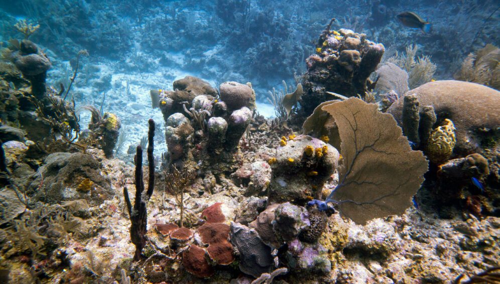 Arrecifes de coral del Caribe mexicano en riesgo por cremas solares