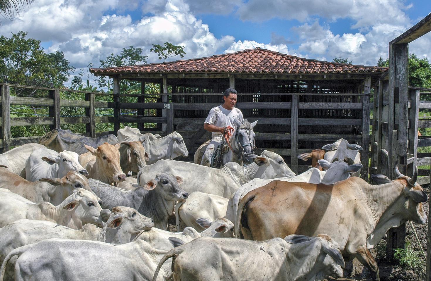  América Latina apuesta por una ganadería más sostenible