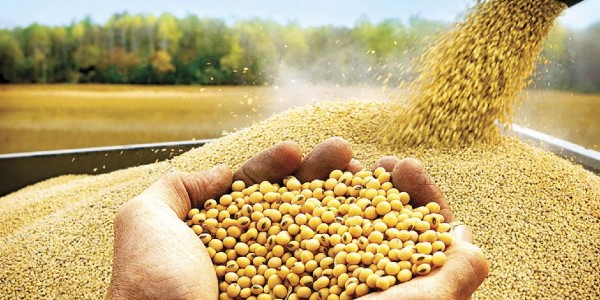 Cae la producción de soja en América del Sur