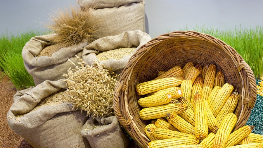 Aumentan precios del maíz y el trigo en América Latina 