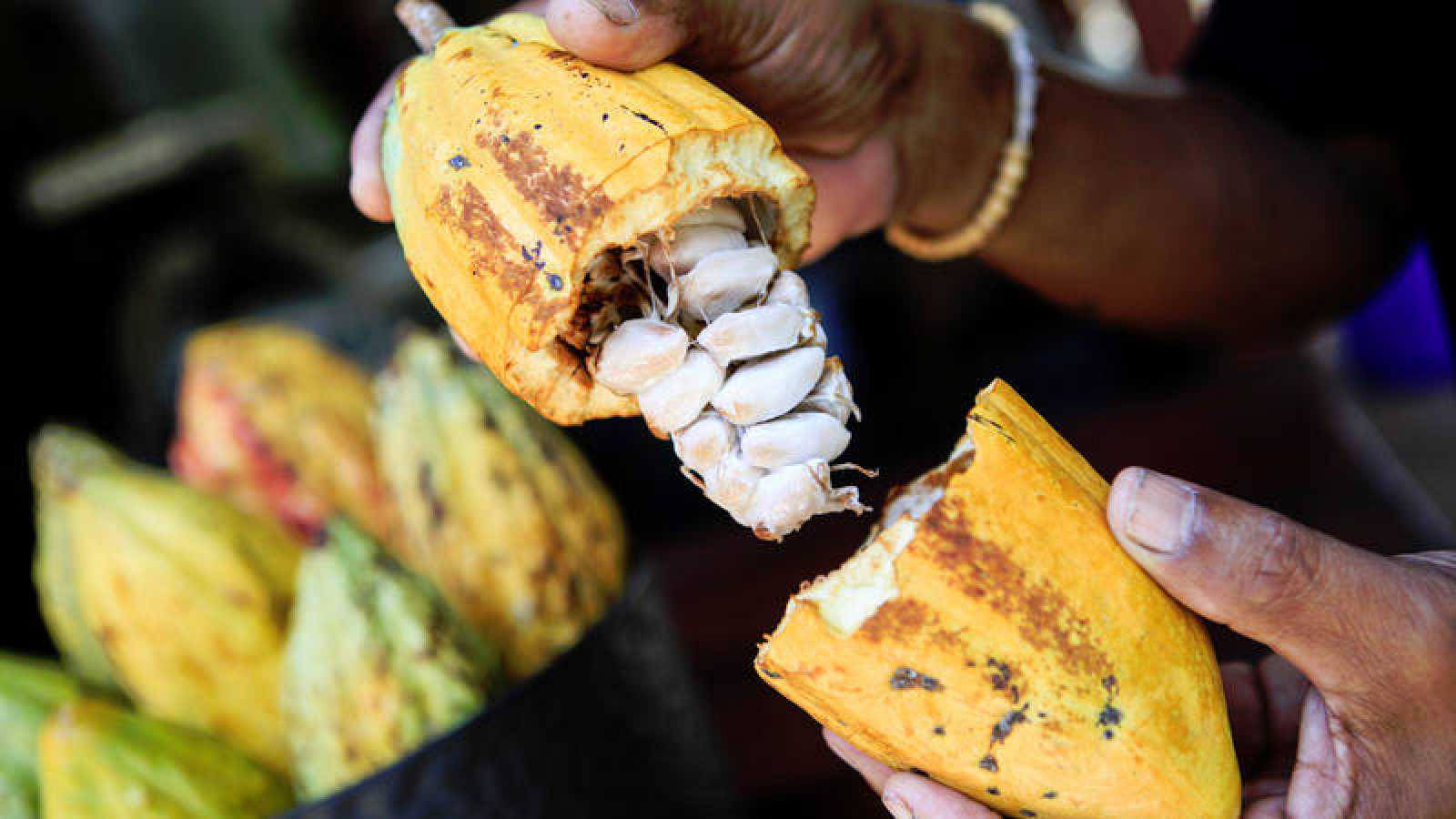 Ecuador se posiciona como "cuna de origen" del cacao en el mundo