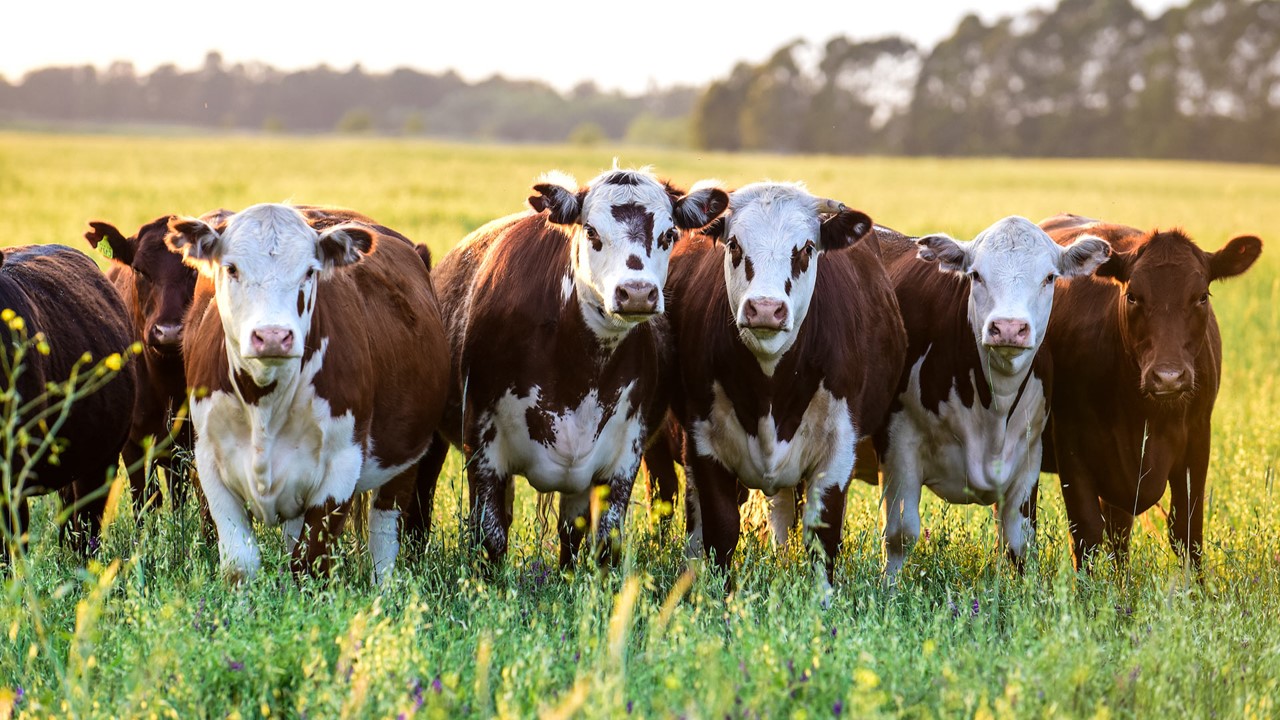 El IICA y el BID impulsarán plataforma de ganadería sostenible en América