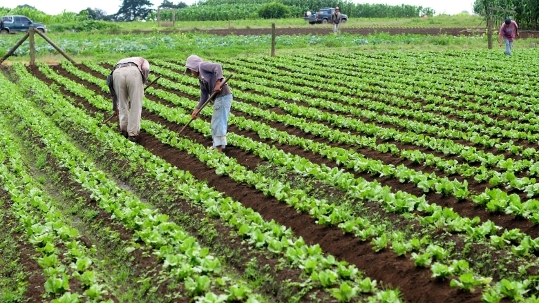 FAO: América Latina puede liderar la alimentación y la agricultura mundiales
