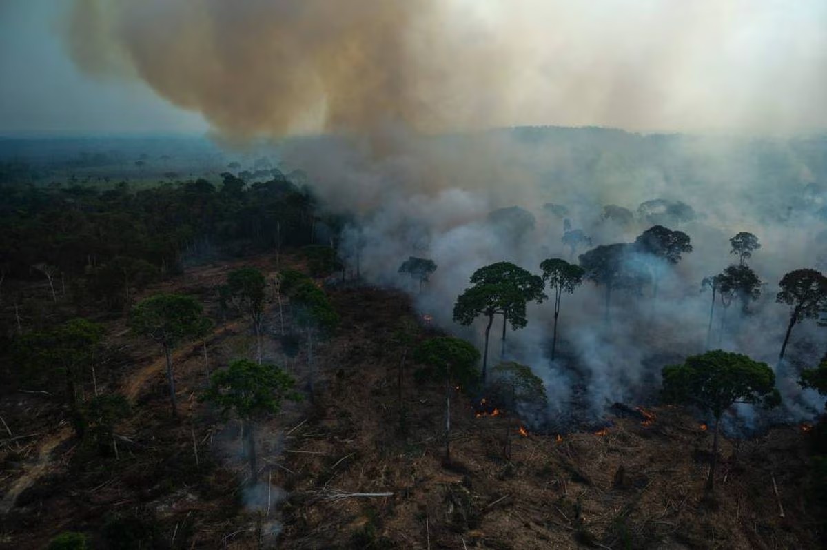 Banco Mundial recomienda incrementar la productividad para proteger la Amazonía en Brasil