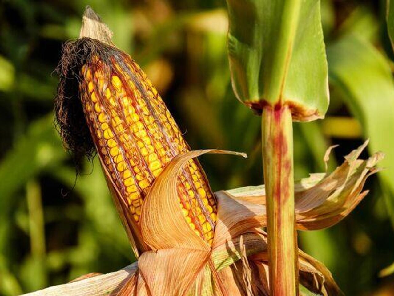 Brasil se convierte en el primer exportador de maíz y soja en el mundo