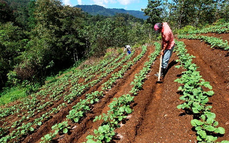 IICA: La salud de los suelos y apoyo a agricultores familiares, dos retos para América