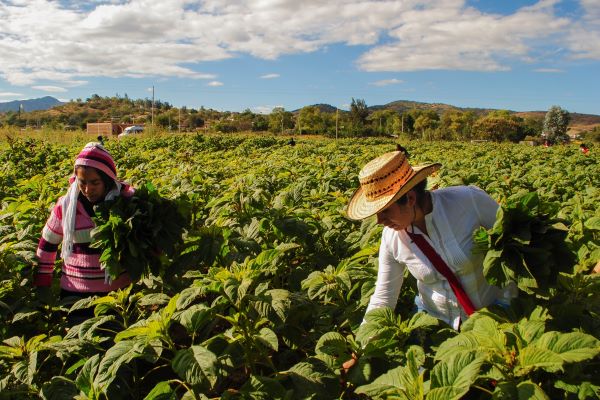 IICA, CEPAL y FAO piden fortalecer cooperación de sistemas agroalimentarios sostenibles