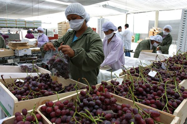 Agroexportaciones de Perú totalizan más de USD 5 mil millones entre enero y agosto de 2023