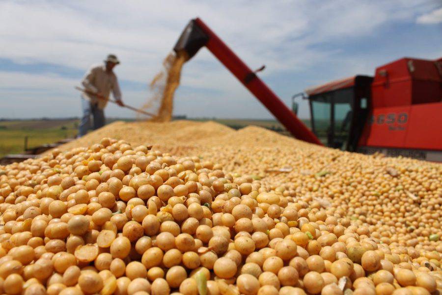 Exportaciones de soja de Paraguay aumentan 162,9 por ciento al cierre del mes de octubre