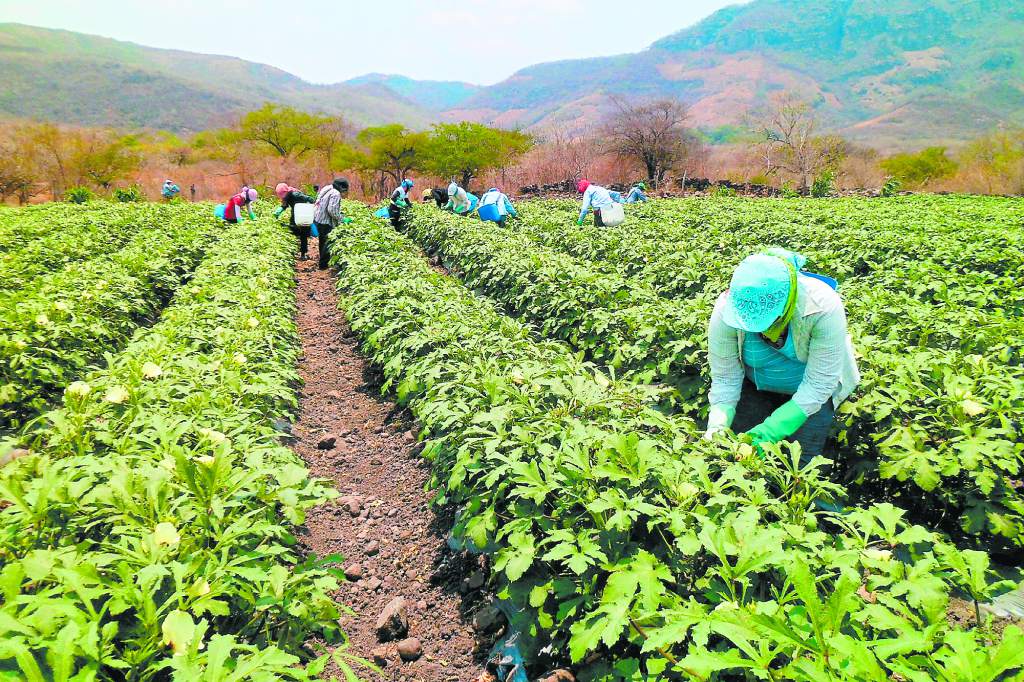 Honduras implementa Política de Estado para el desarrollo agroalimentario