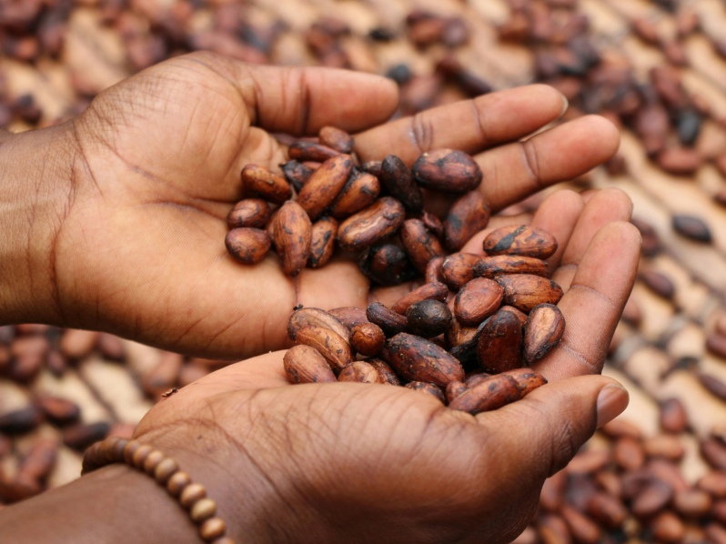 América Latina ante una nueva gran oportunidad en el mercado del cacao