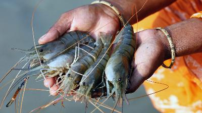 Slave -shrimp -whole -foods -1