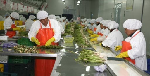 Agroexportaciones Peruanas Sumaron US$ 3,501 Millones Entre Enero Y Septiembre