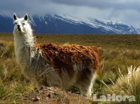 Ecuador Reserva Chimborazo Cumple 28 Años De Conservación