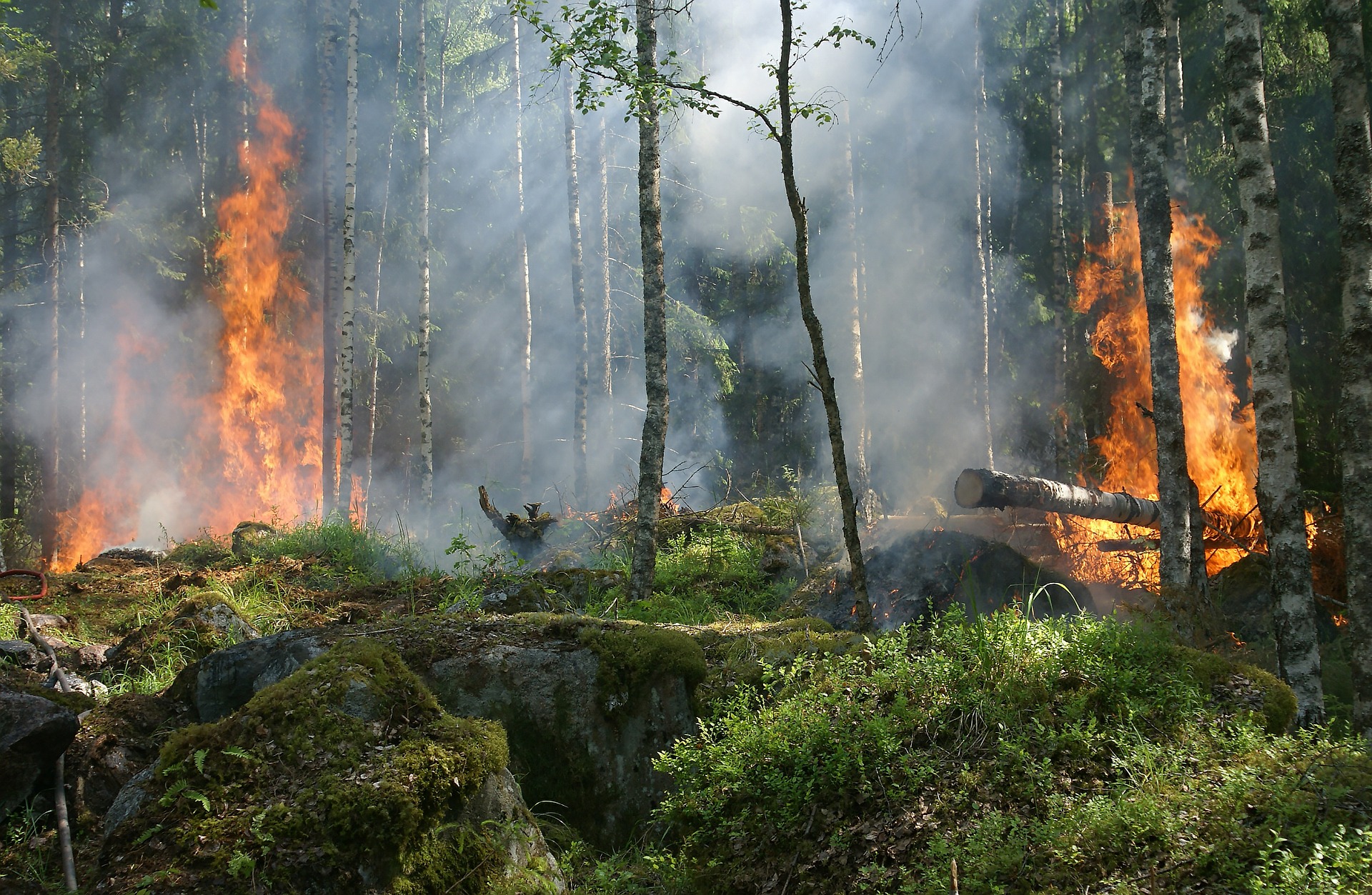 FAO llama a priorizar la prevención de incendios forestales en Latinoamérica