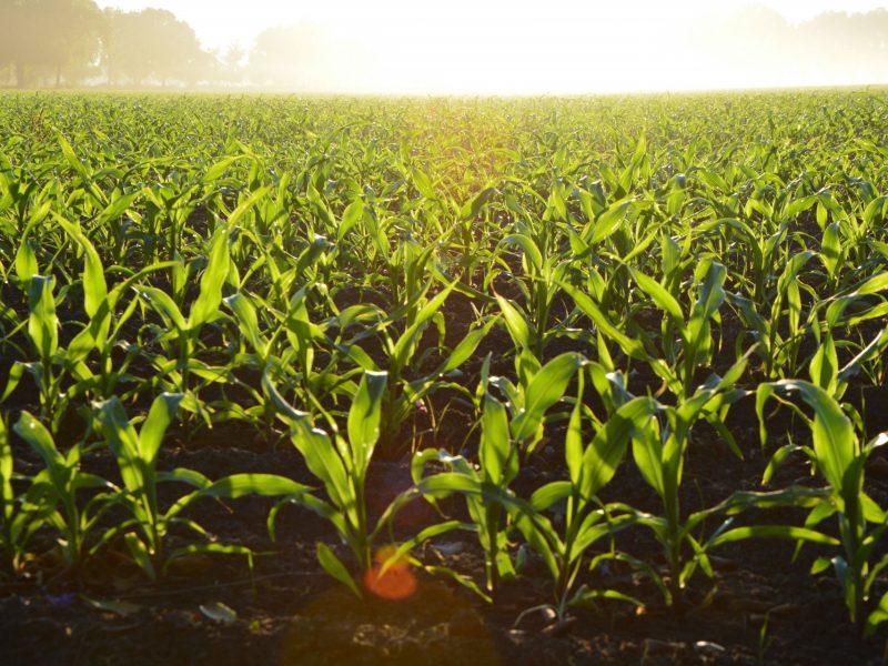 Agricultura es clave para alimentación y solución a crisis climática, afirma el IICA