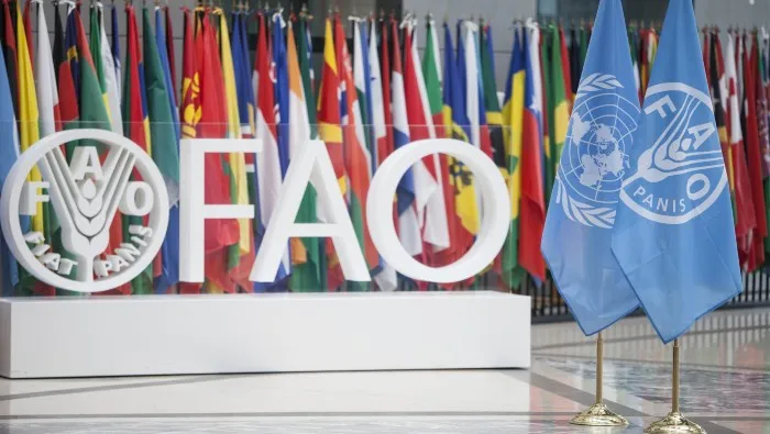 FAO: Inestabilidad política está “matando” la agenda de cooperación con Haití