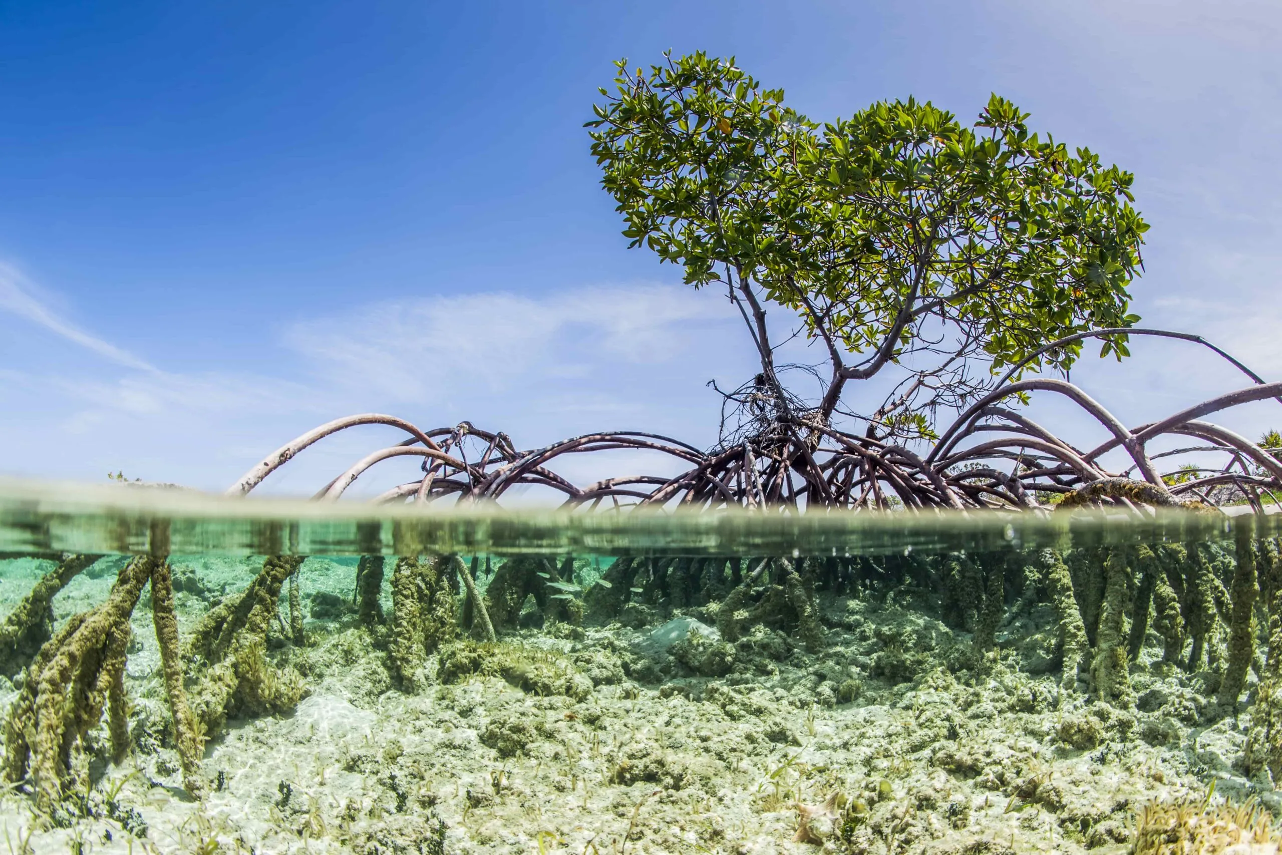 El Caribe inicia proyecto para aumentar su resistencia climática y proteger ecosistemas