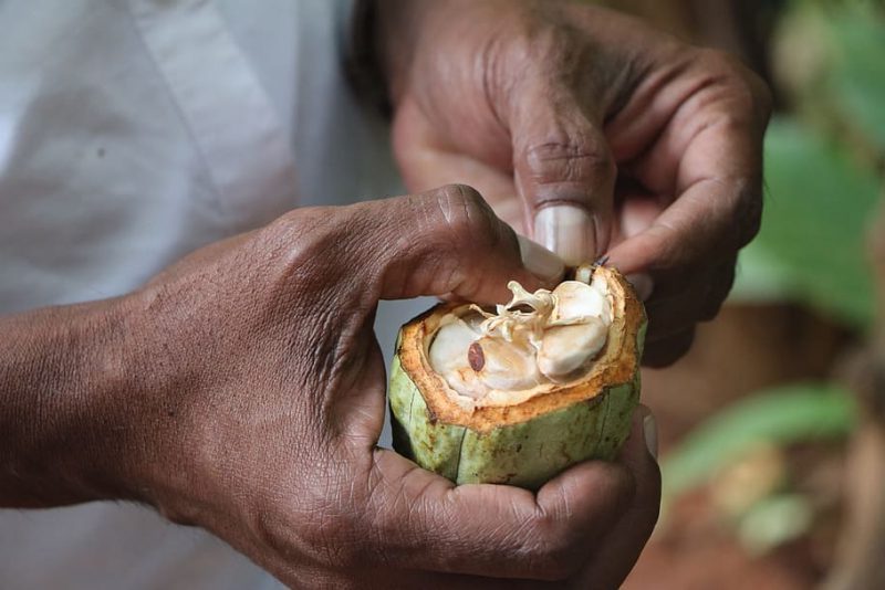 SELA y FAO organizan taller para fortalecimiento de la industria del Cacao en América Latina y el Caribe
