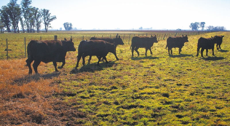 Colombia -aftosa _20170912
