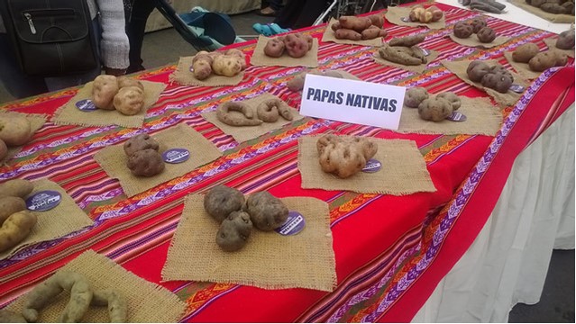 Muestra De Papas Nativas En Una Feria Alimentaria